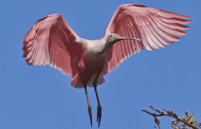 Reel Time: Enjoy nature at the Florida Birding and Nature Festival