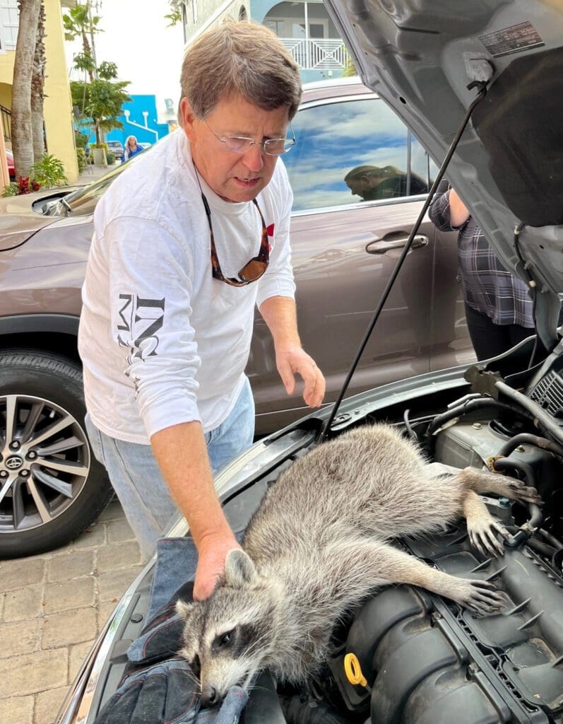 Raccoon rescued from engine compartment