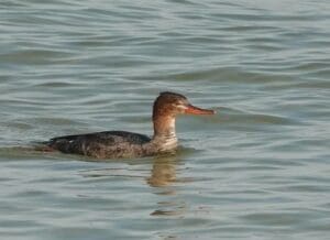 Sing along with the Christmas Bird Count