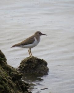 Sing along with the Christmas Bird Count