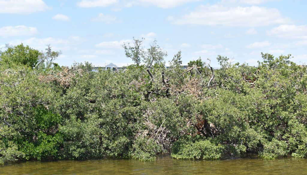 FDEP investigating Aqua’s mangrove trimming