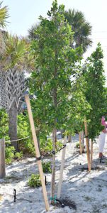 Bradenton Beach celebrates Arbor Day park improvements