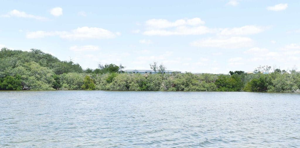 FDEP inspects Aqua’s mangrove trimming, results remain unknown