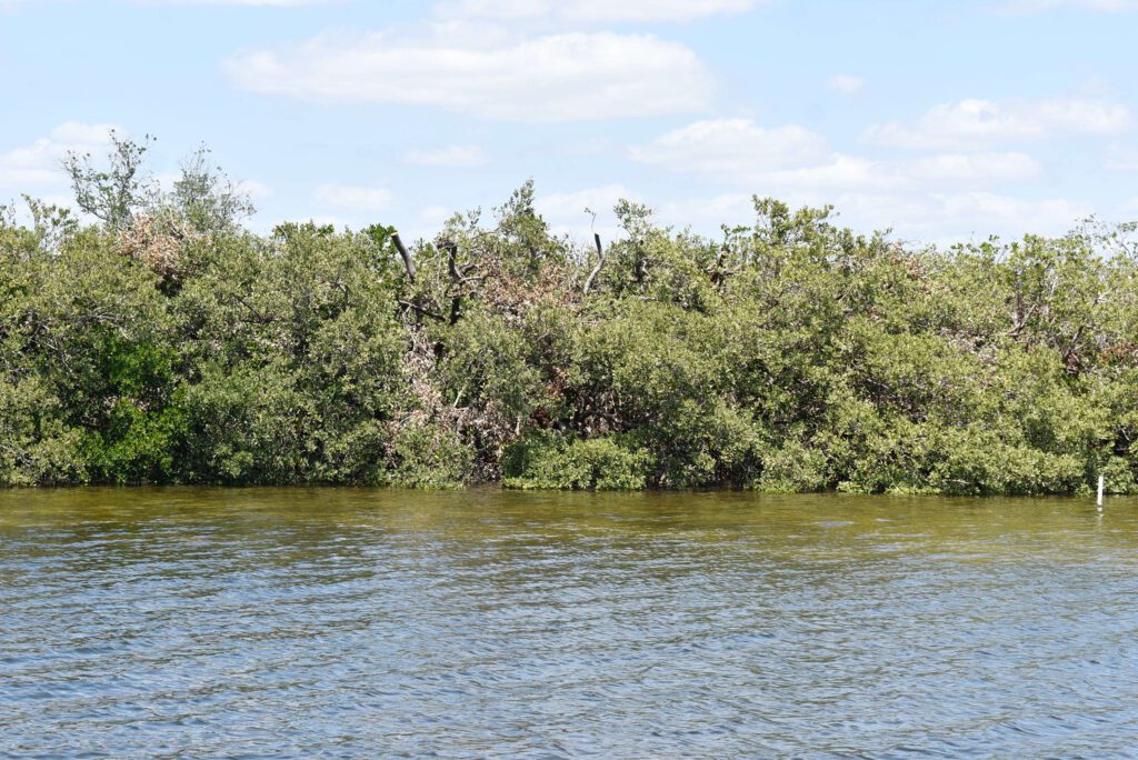 FDEP releases Aqua mangrove trimming report