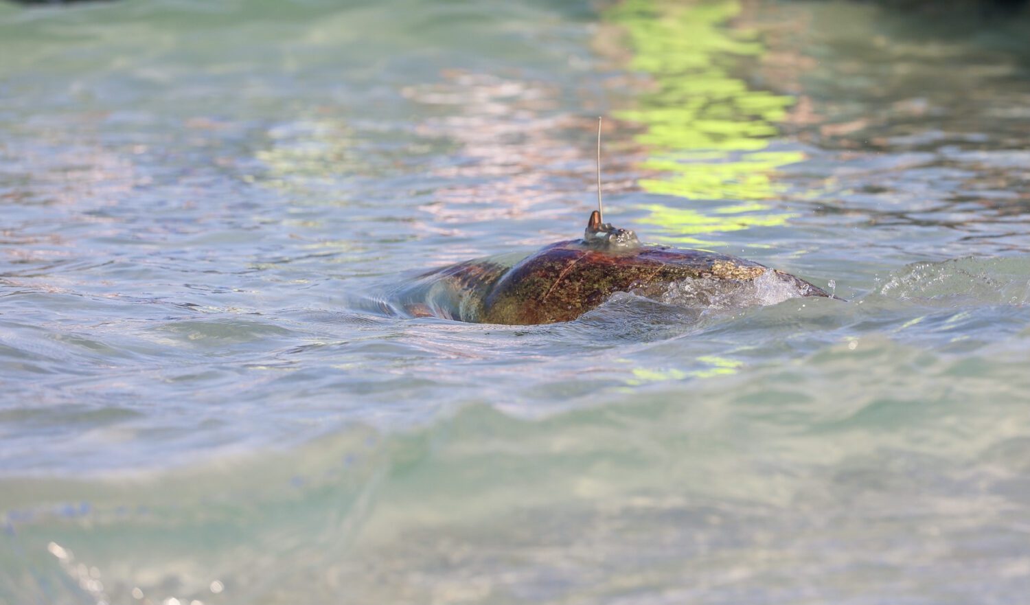 Sea turtle tagged at Coquina Beach 