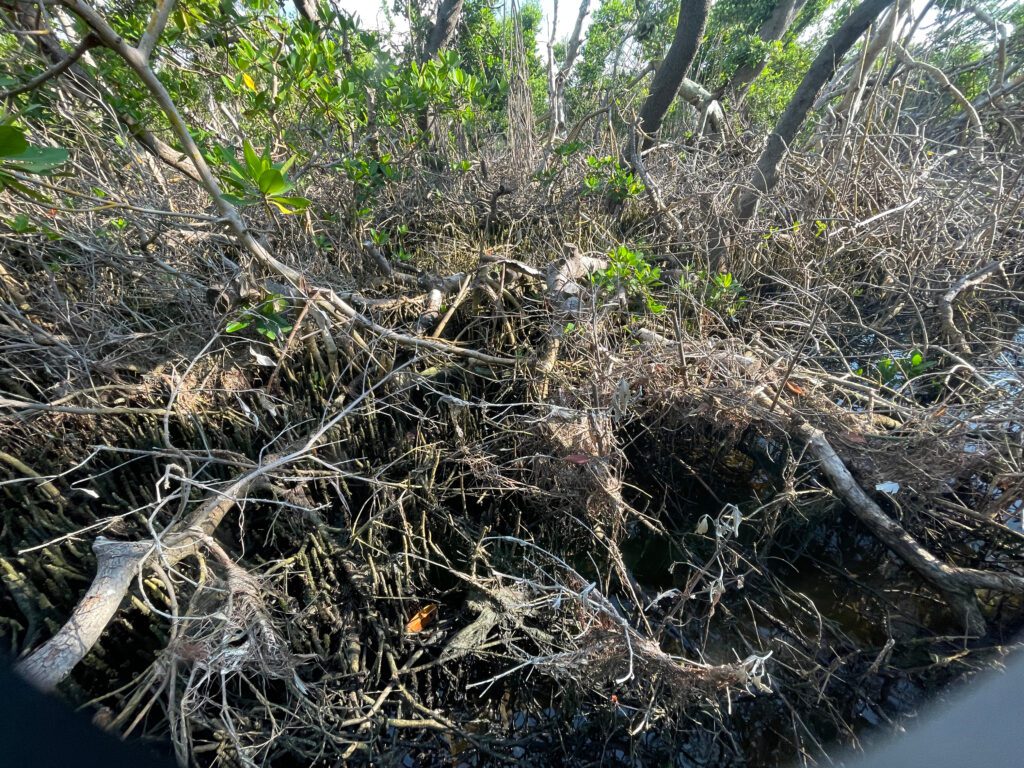 Suncoast Waterkeeper questions FDEP response to mangrove trimming