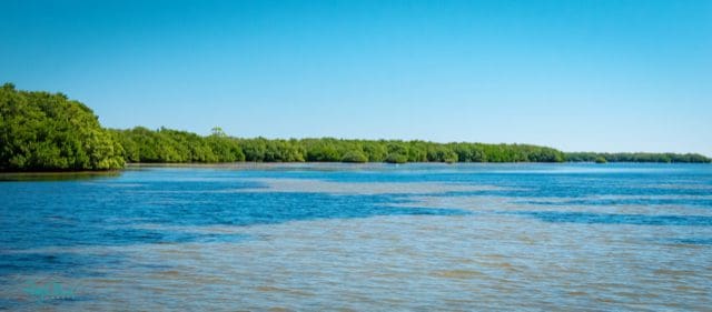 Suncoast Waterkeeper questions FDEP response to mangrove trimming