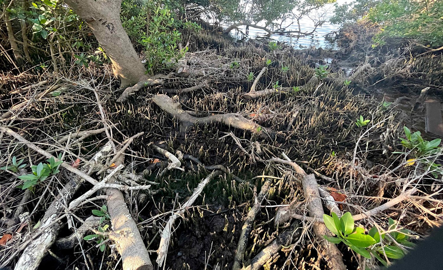 Aqua mangrove trimming prompts FDEP warning