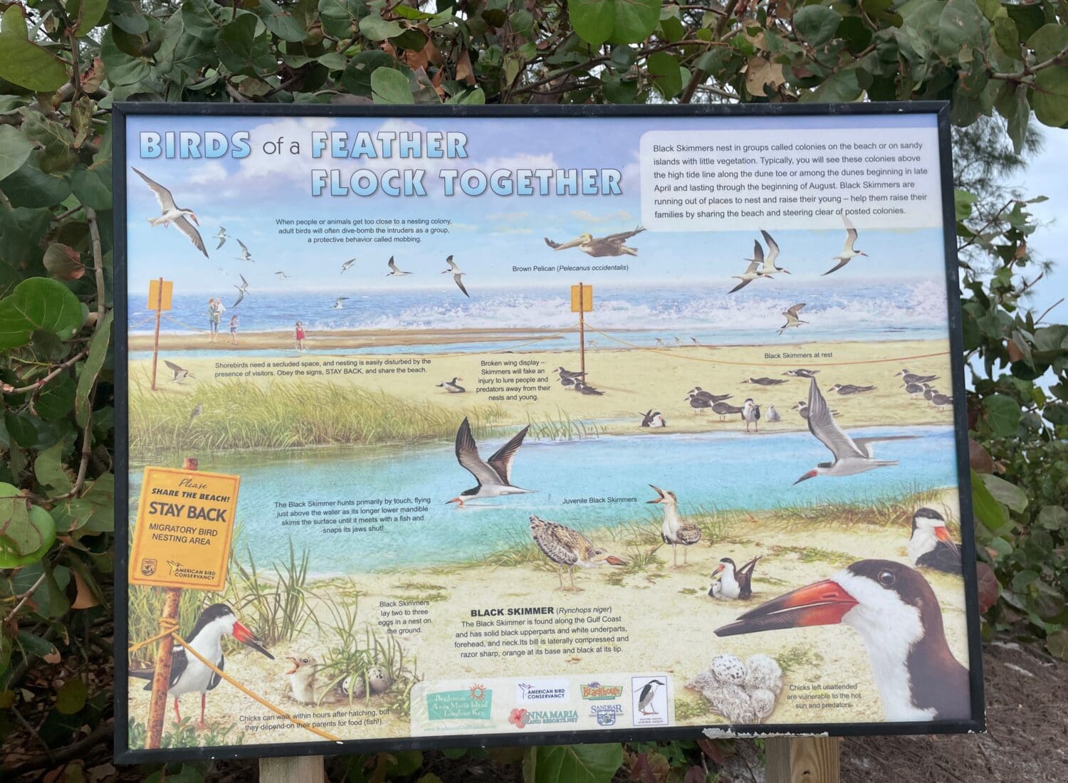Please, don’t feed shorebirds