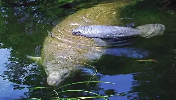 FWC warns boaters to watch out for manatees