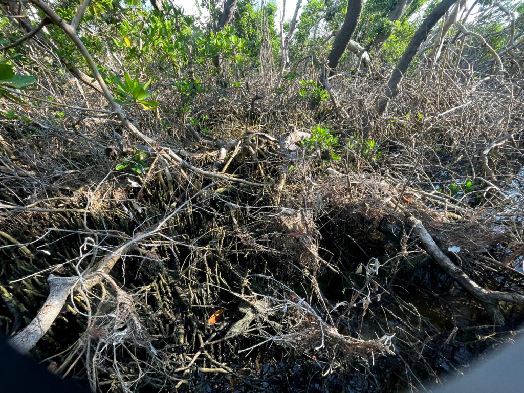 FDEP seeks $8,500 for Aqua mangrove violations