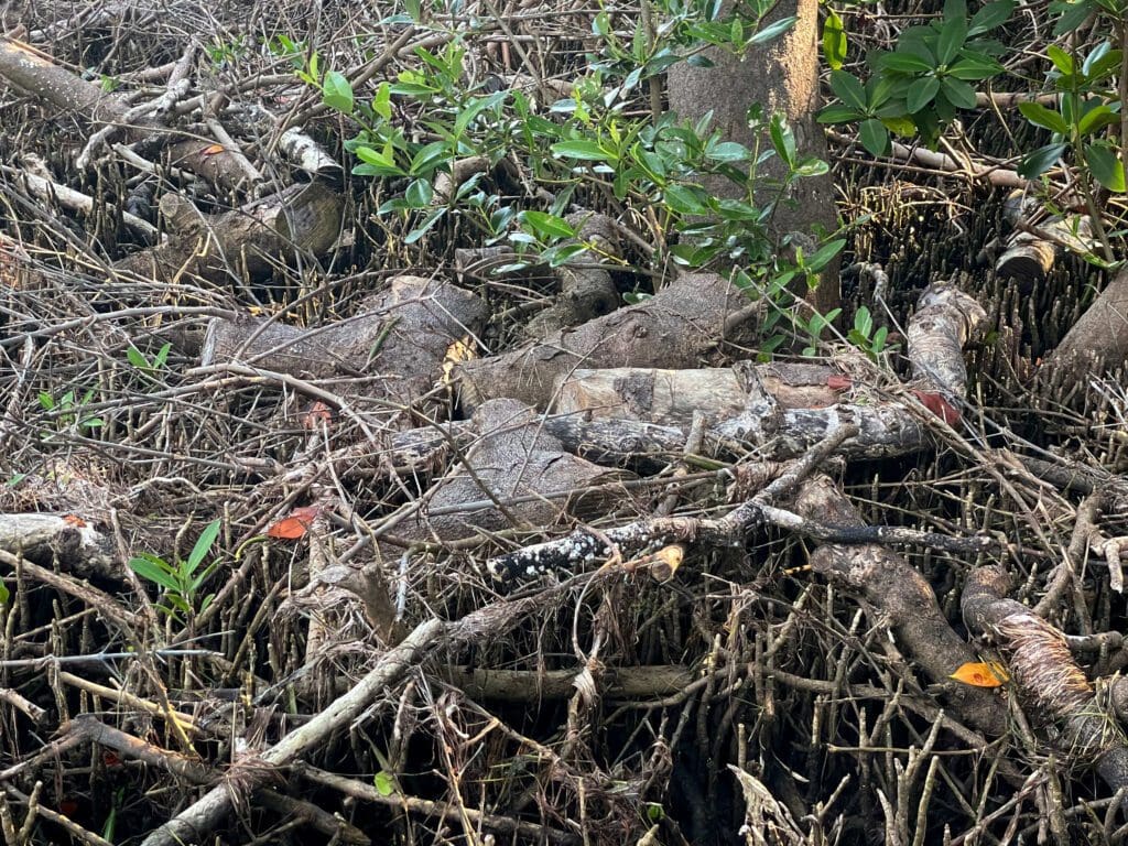 FDEP seeks $8,500 for Aqua mangrove violations