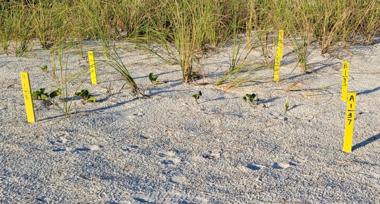 Avoid disturbing sea turtles, nests