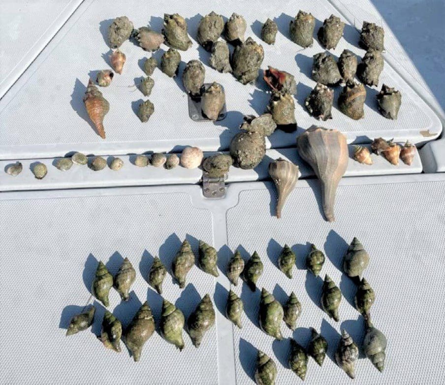 FWC cites three for alleged poaching