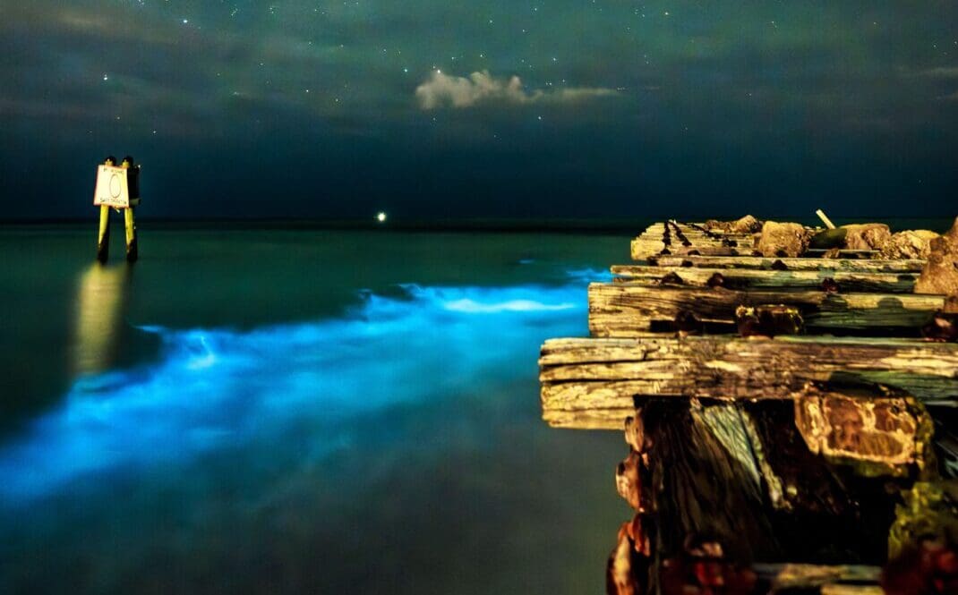 Bioluminescence dazzles AMI beachgoers