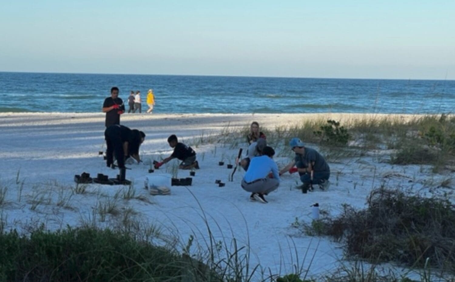 Volunteers replace sea oats