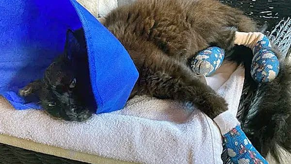 Black Bones Music venue coming to Anna Maria