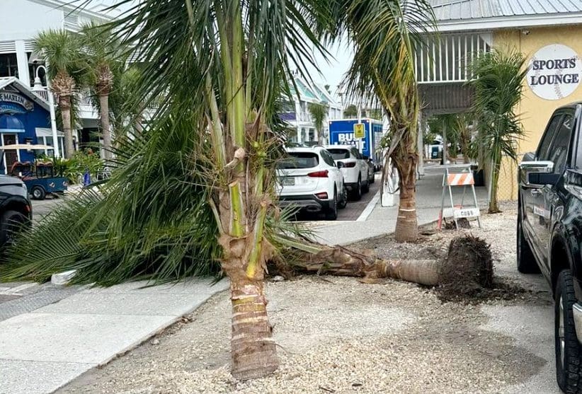 Signed palm tree agreement remains elusive