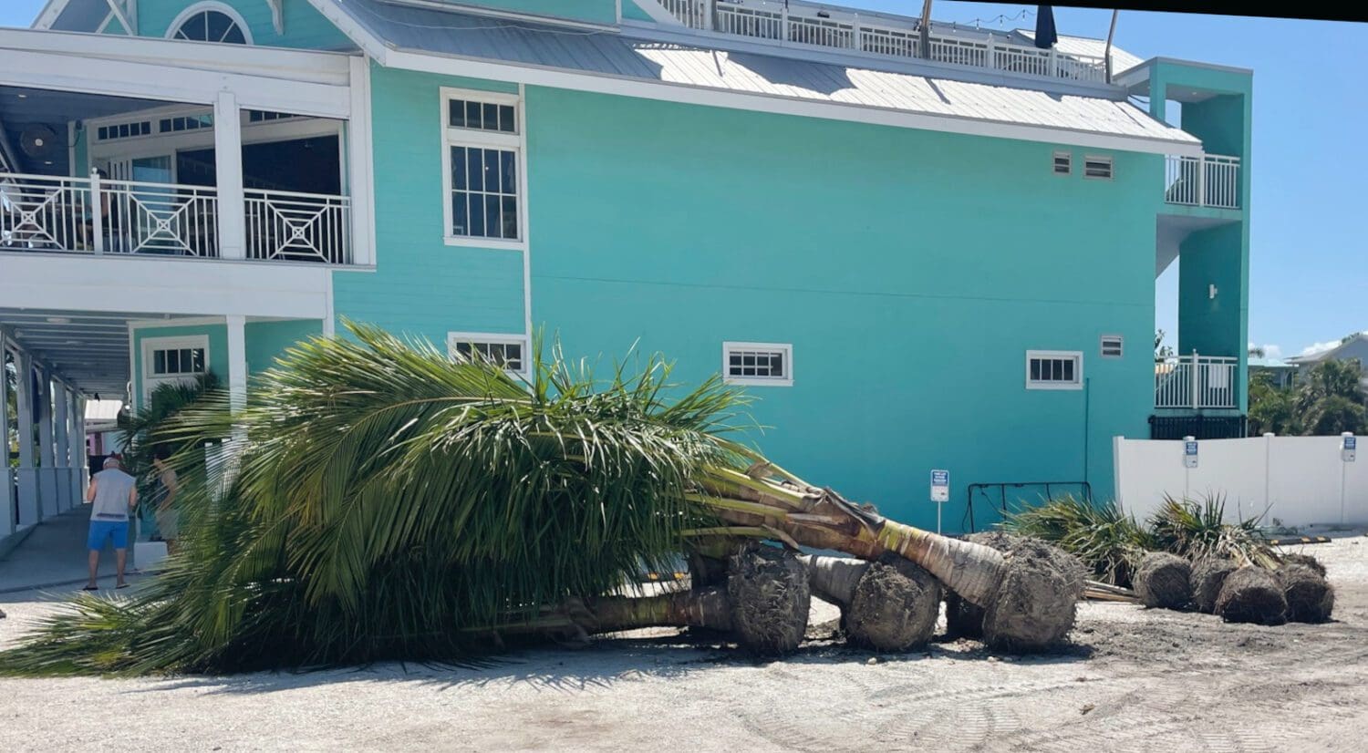 FDOT: Wrong trees, wrong place