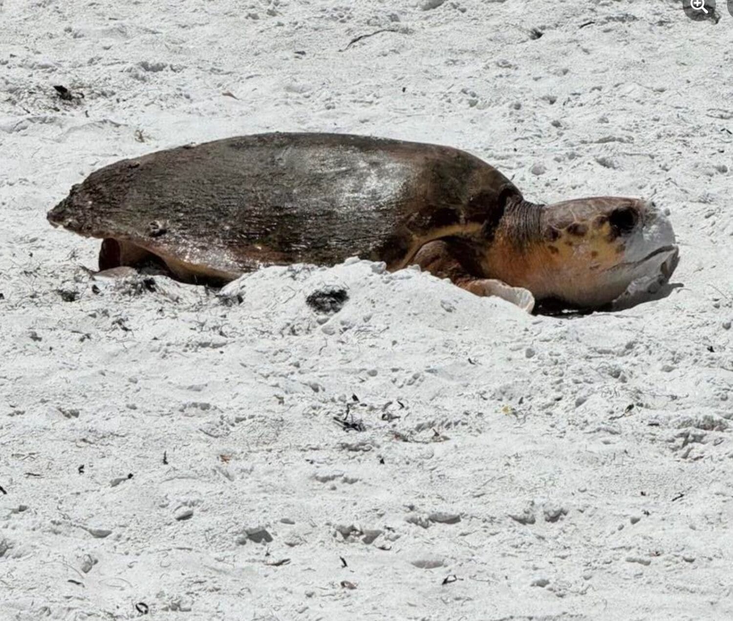 Second sea turtle nests in daytime