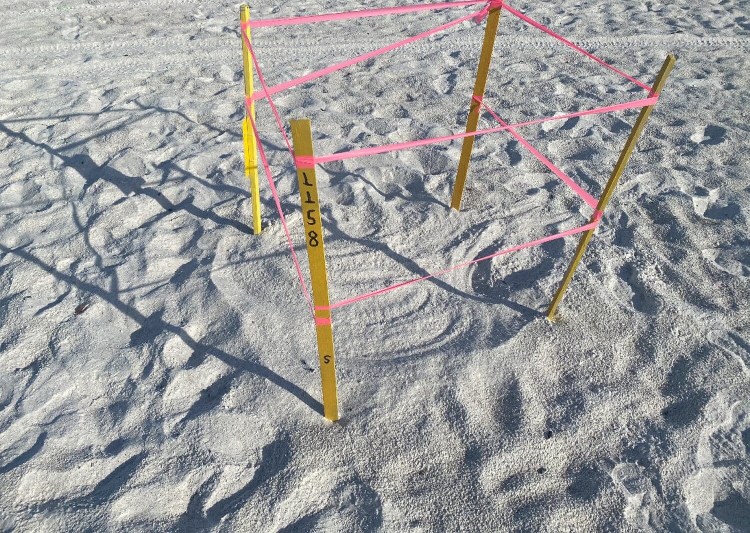Sea turtle nests disturbed at Coquina Beach