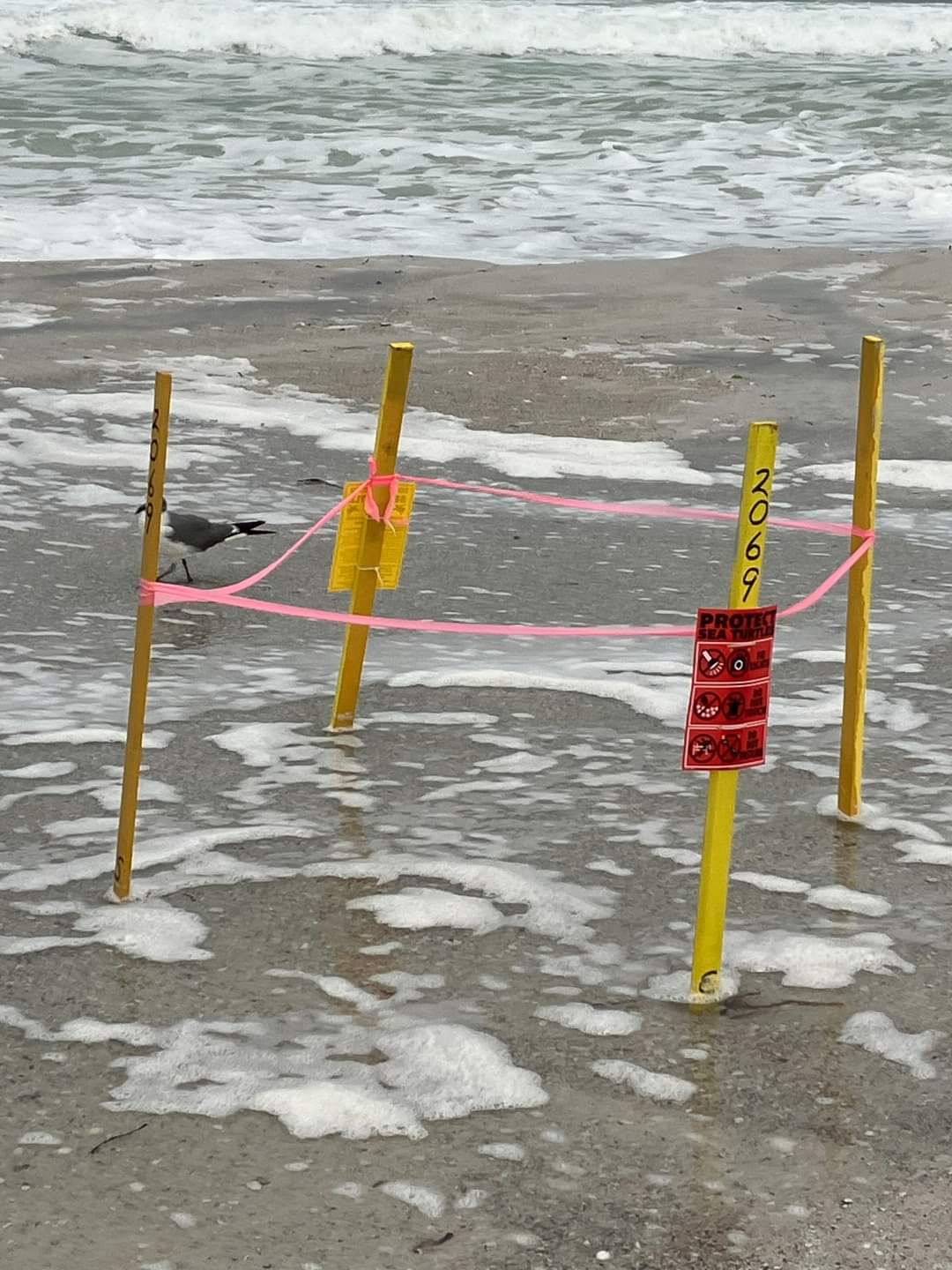 Turtle Watch marked nests with GPS before Debby