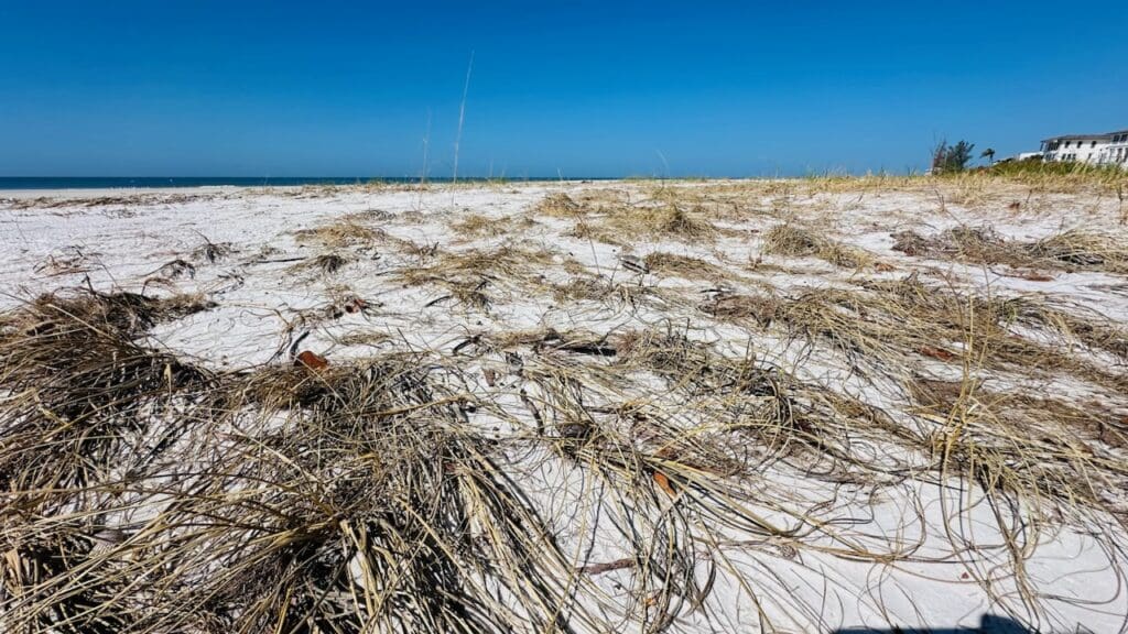 Stimart family launches Build Back the Beach project