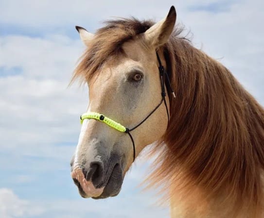 A collision involving a horse trailer left one horse dead and seven others injured.