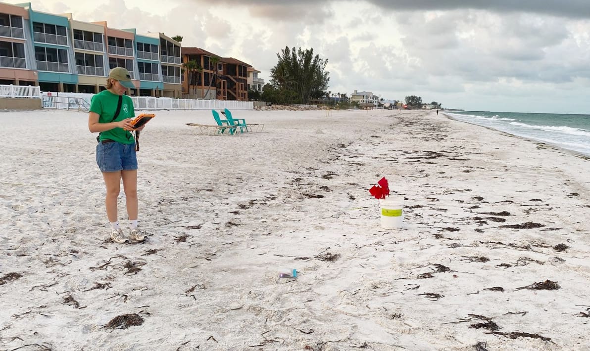 Sea turtle false crawls on the rise