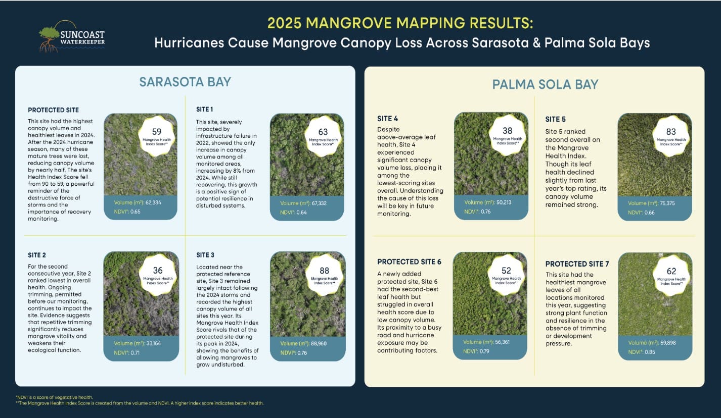 Suncoast Waterkeeper reports heavy toll on mangroves from 2024 hurricanes