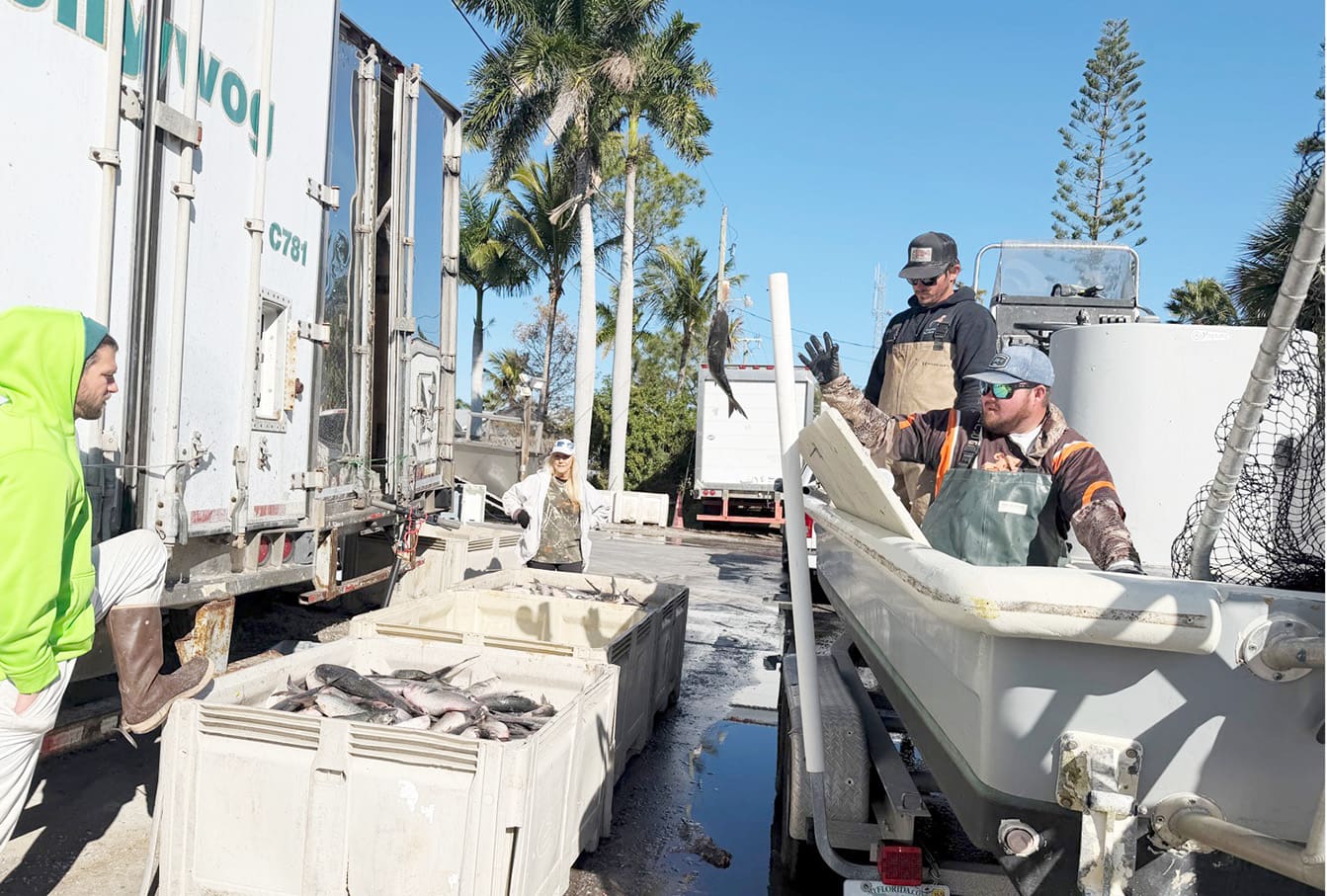 Mullet fishermen reporting a good season